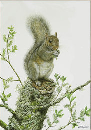 Image of Grey Squirrel & Sallow, A portrait of the artist's hand raised squirrel Hansel